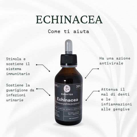 Echinacea