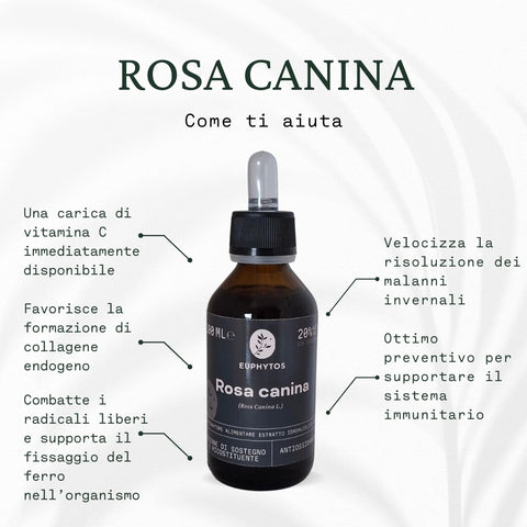 Rosa canina