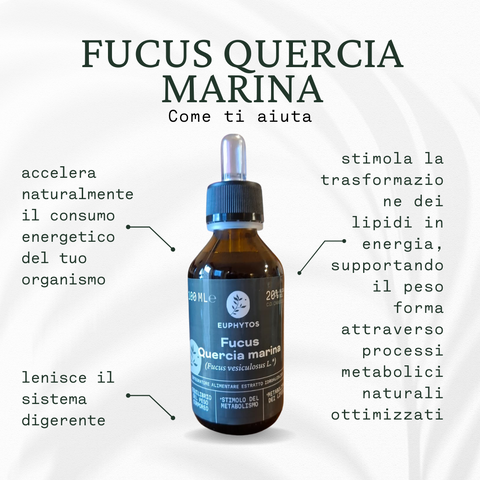 Fucus Quercia marina